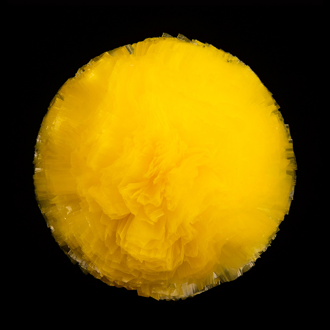 Amarillo canario (02)